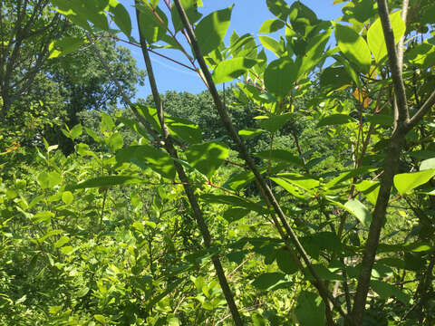 Image of poison sumac