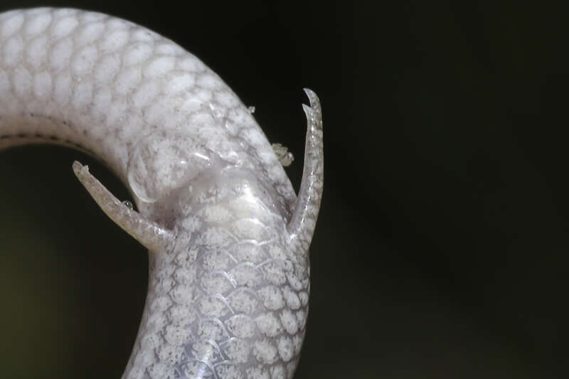 Image of Common Burrowing Skink