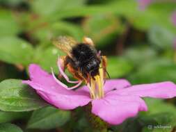 Imagem de Bombus eximius Smith 1852