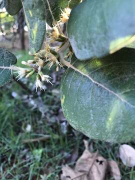 صورة Piptocarpha rotundifolia (Less.) Baker