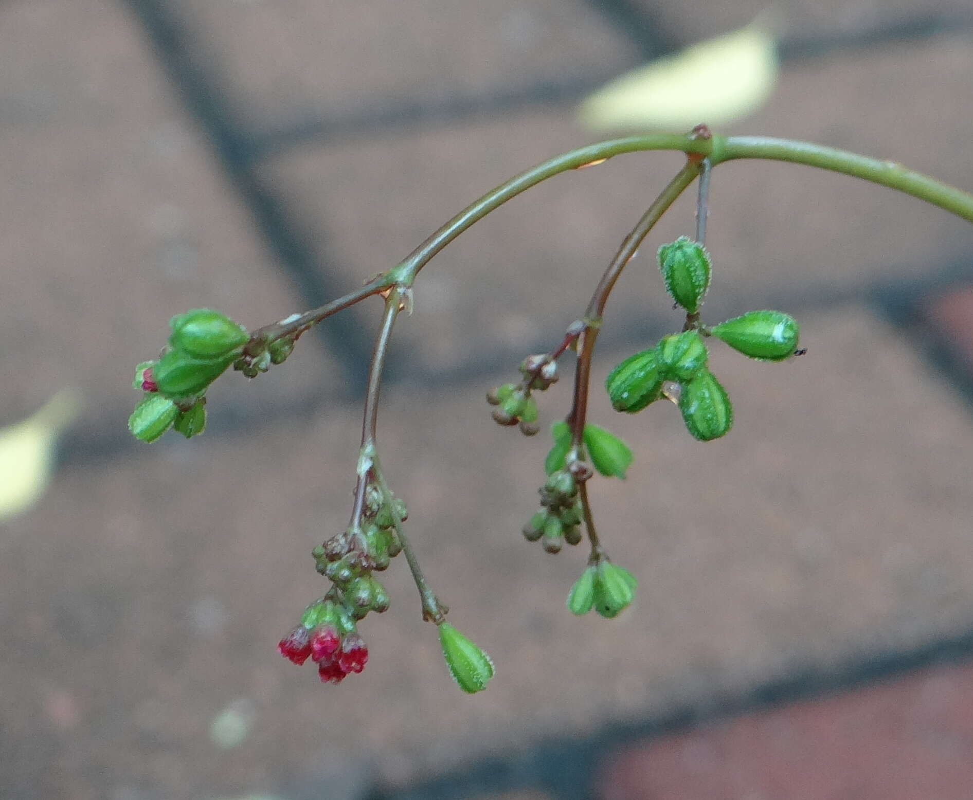 Image of red spiderling