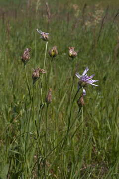 Image of Podospermum purpureum (L.) W. D. J. Koch & Ziz