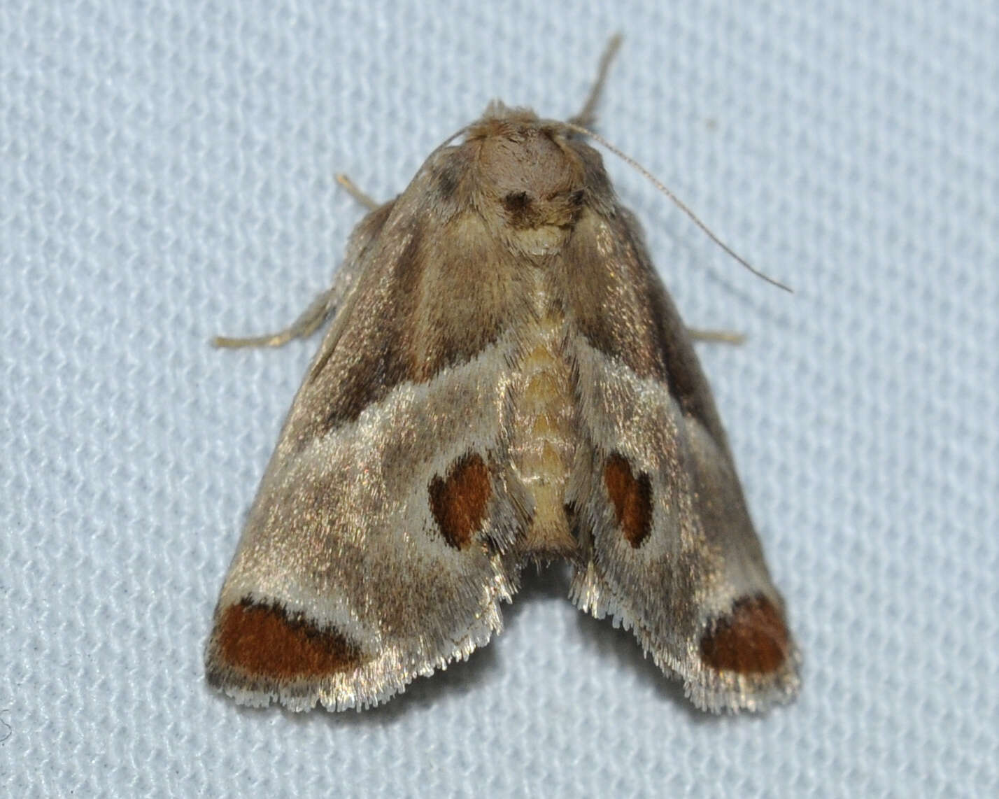 Image of Shagreened Slug Moth