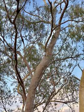 Image of lemonscented gum