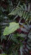 Image of Begonia longifolia Blume