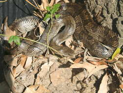 Image of Prairie Kingsnake