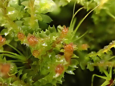 Image of Lophozia guttulata (Lindb. & Arnell) A. Evans