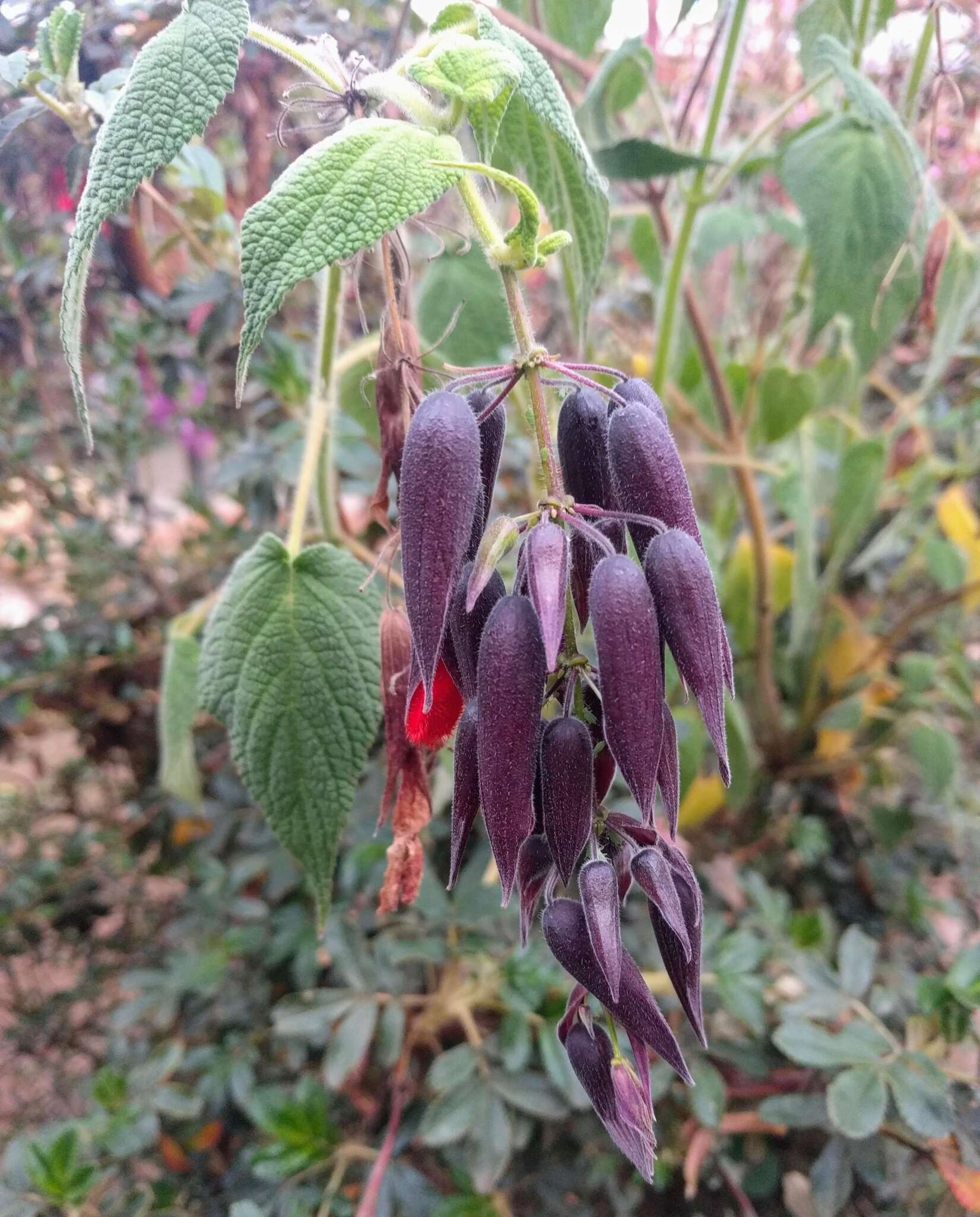 Image of Salvia dombeyi Epling