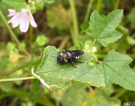 Image of Andrena albopunctata (Rossi 1792)