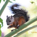 Image of Sciurus variegatoides rigidus Peters 1863