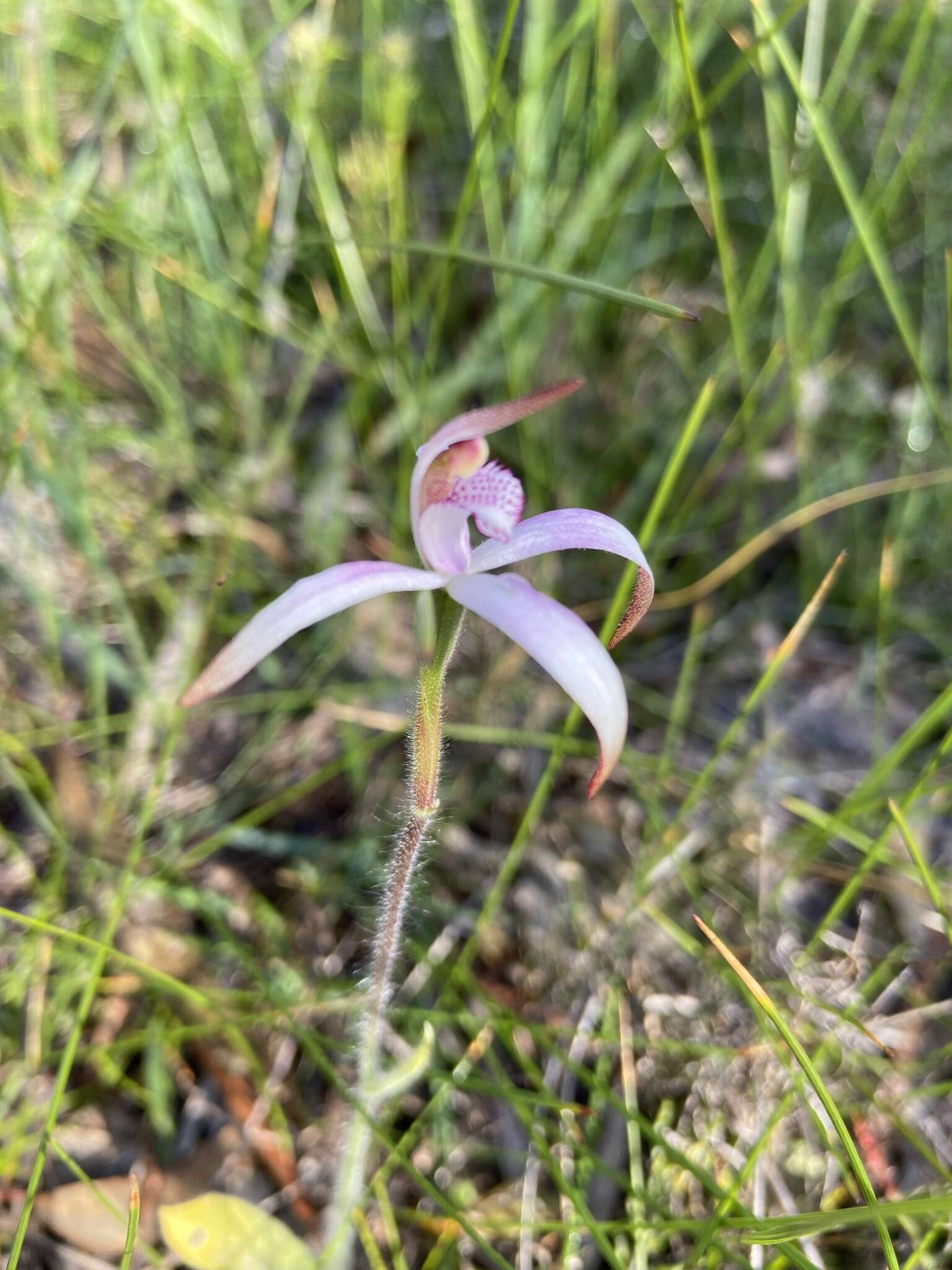 Image of Sugar candy orchid