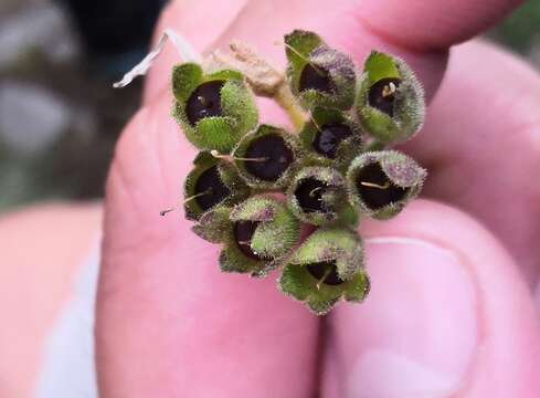 Image of Primula villosa Wulfen