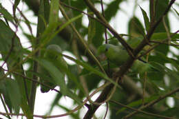 Image of Pacific Parrotlet