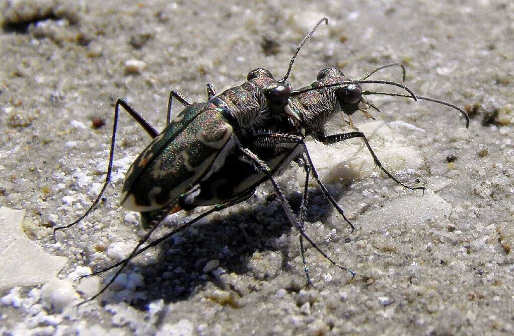 Image of Cylindera (Eugrapha) trisignata (Dejean 1822)