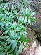 Image of Veronica stricta var. macroura (Hook. fil. ex Benth.) Garn.-Jones