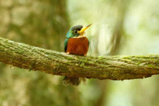 Image of Yellow-billed Jacamar