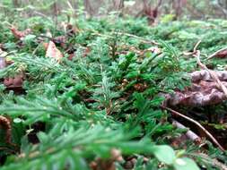 Selaginella convoluta (Arn.) Spring的图像