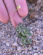 Image of Lake Tahoe draba