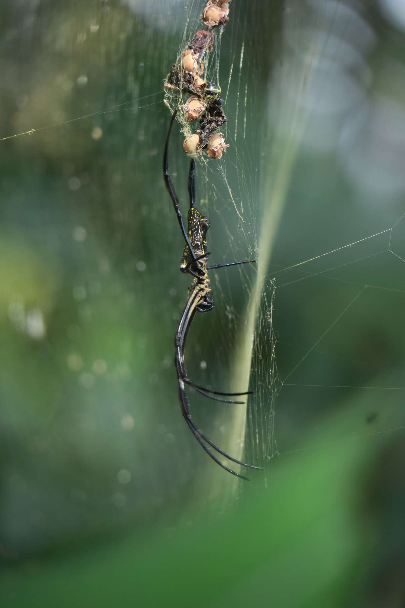 صورة Trichonephila antipodiana (Walckenaer 1841)