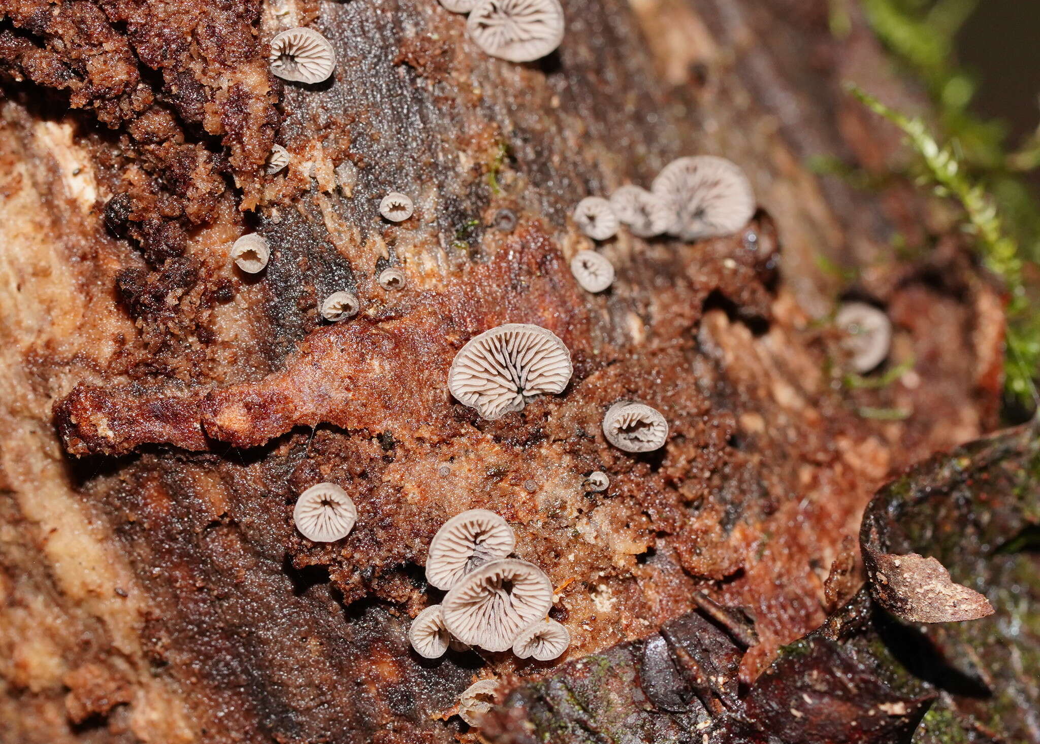 Resupinatus subapplicatus (Cleland) Grgur. 1997 resmi