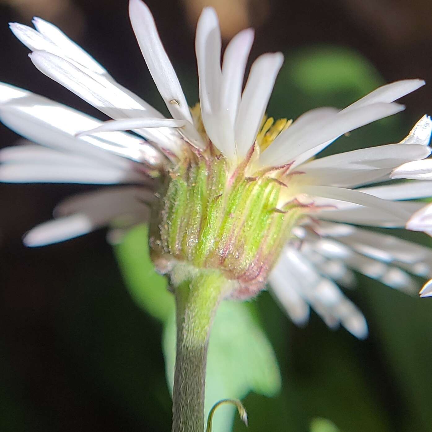 Image of Garrett's fleabane