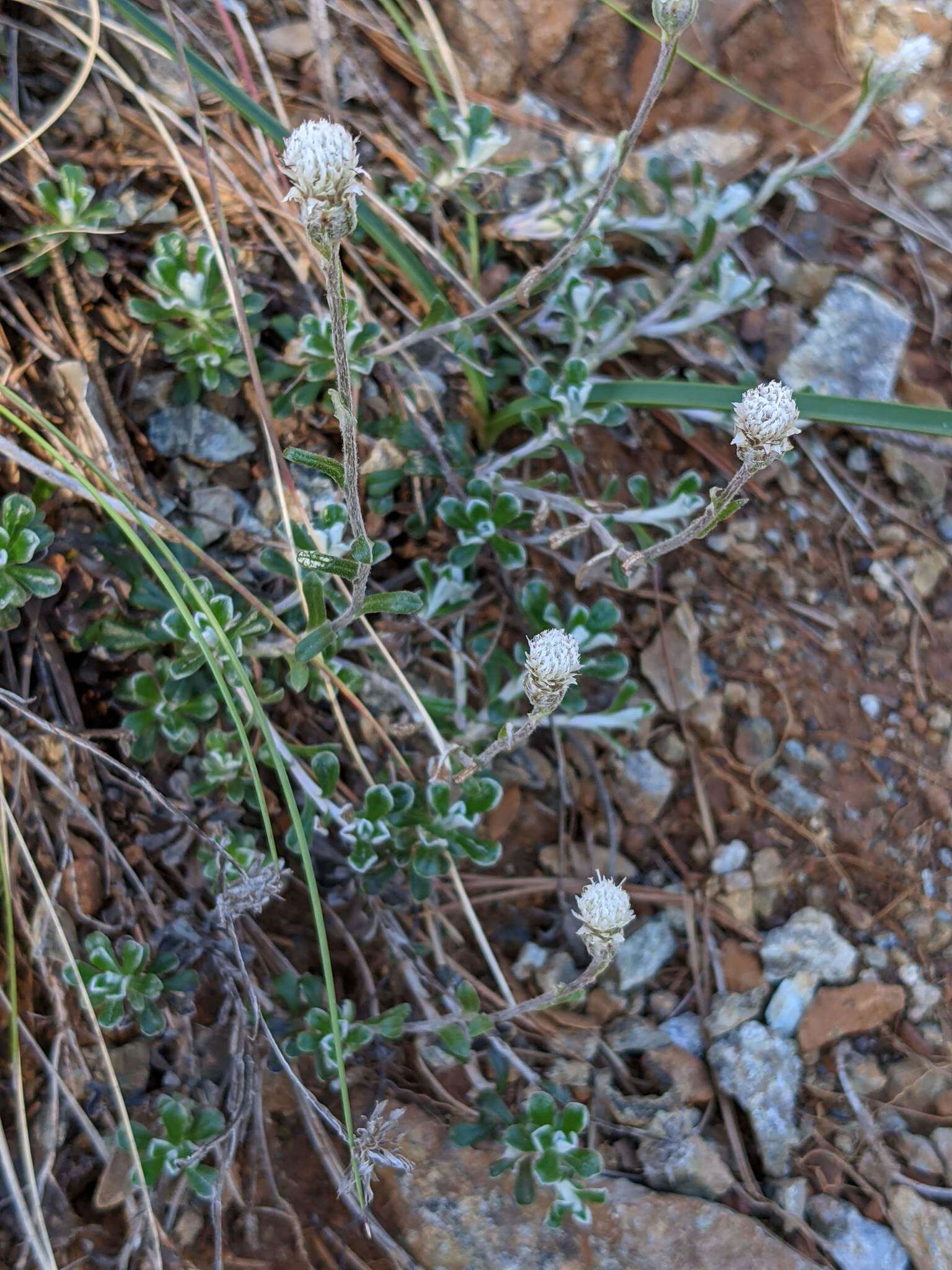 صورة Antennaria suffrutescens Greene