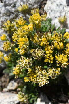 Image of granite draba