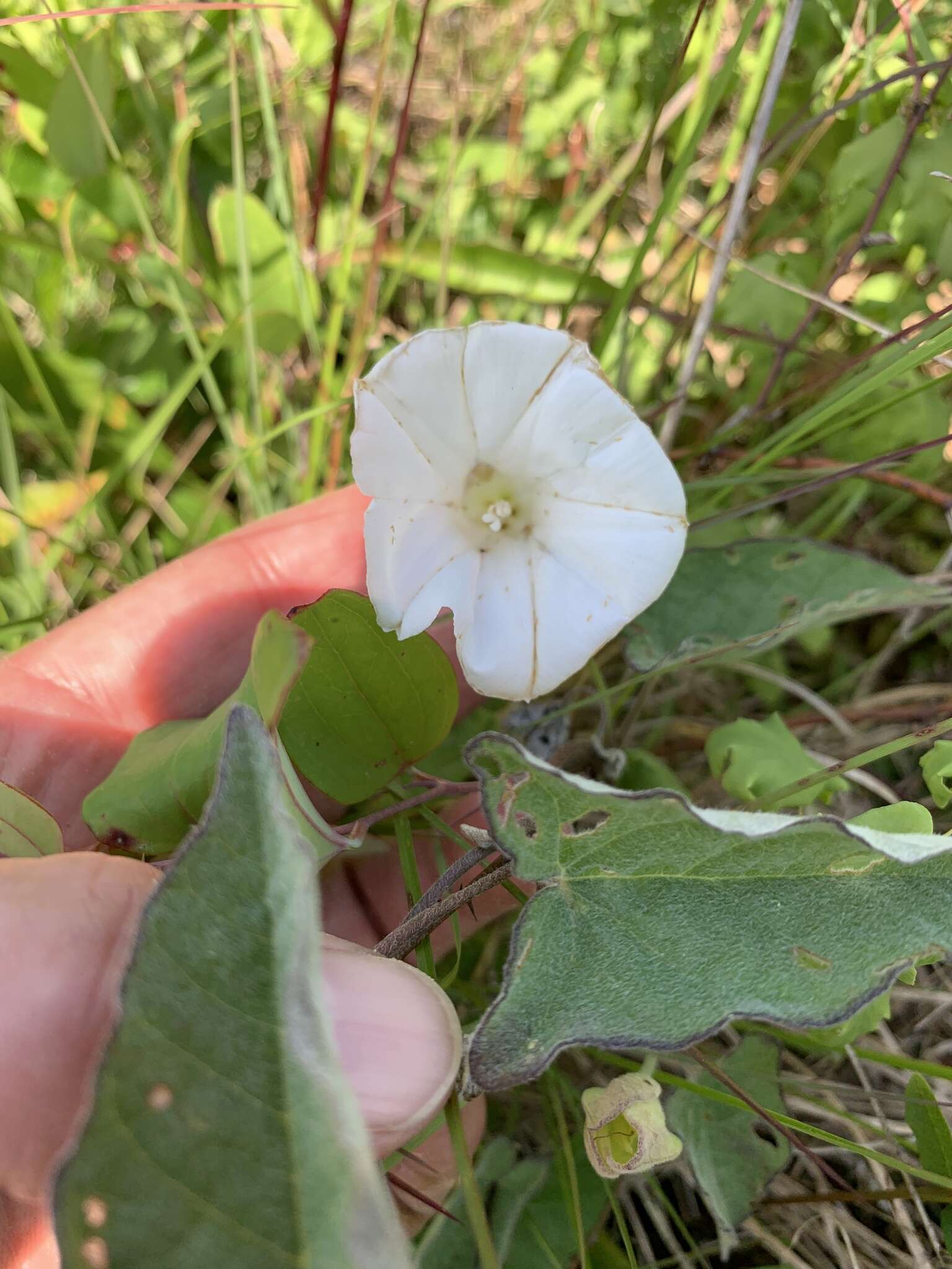 Image de Calystegia catesbeiana Pursh