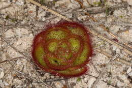 صورة Drosera zonaria Planch.