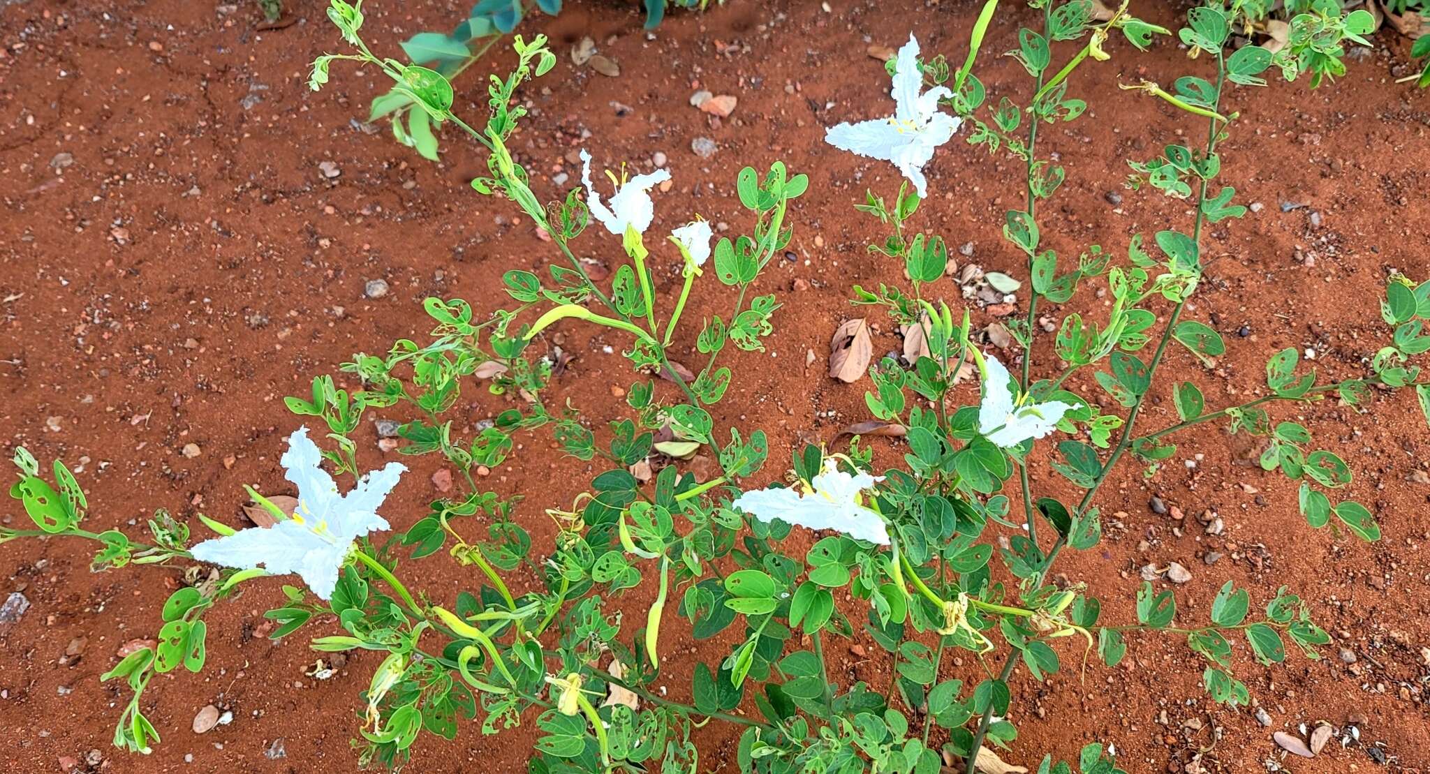 Image of Bauhinia petersiana Bolle