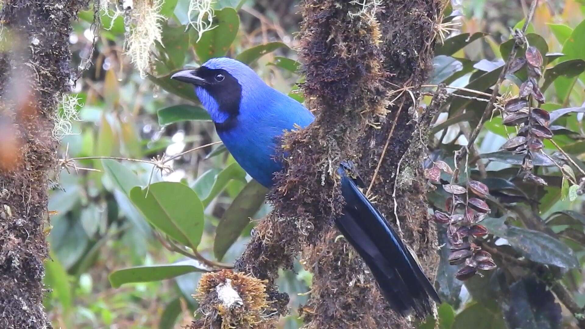 Image of Black-collared Jay