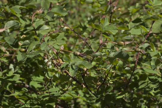 Image de Rosa oxyacantha M. Bieb.