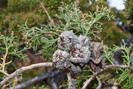 Image of Willowmore Cypress