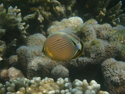 Image of Oval Butterflyfish