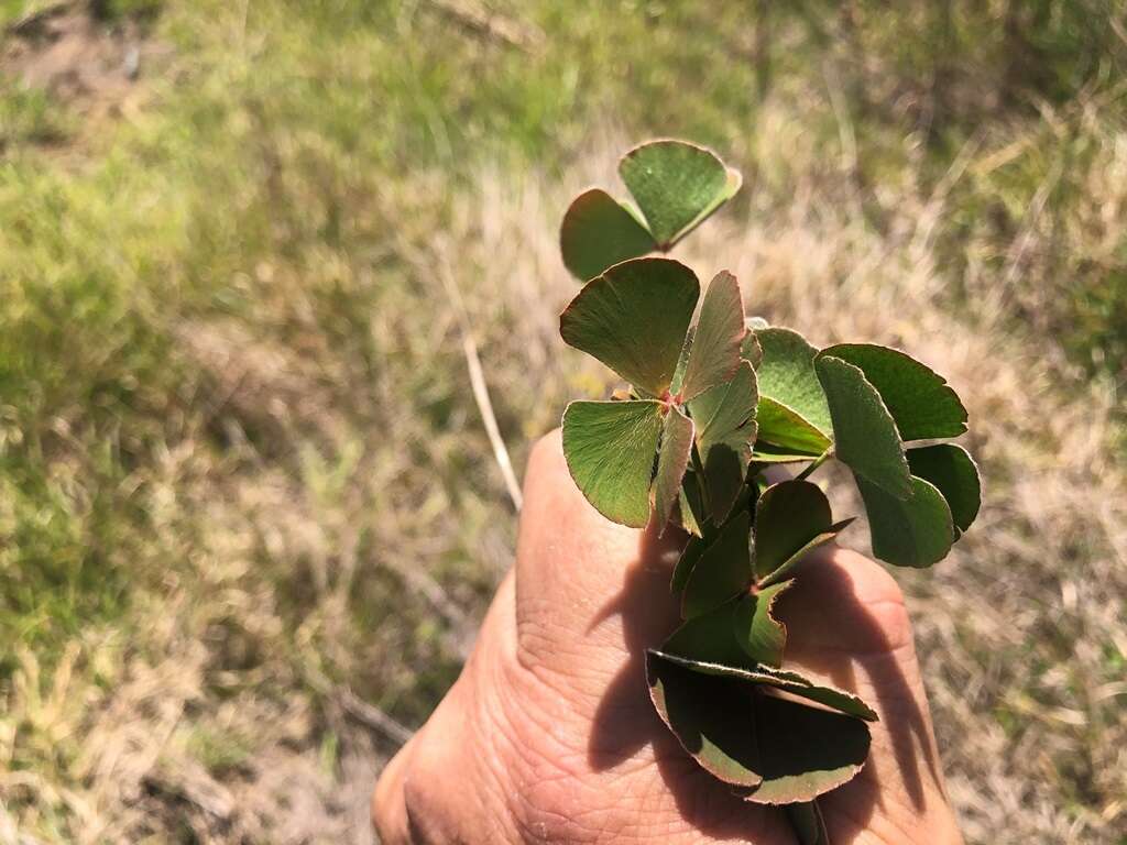 Plancia ëd Marsilea hirsuta R. Br.