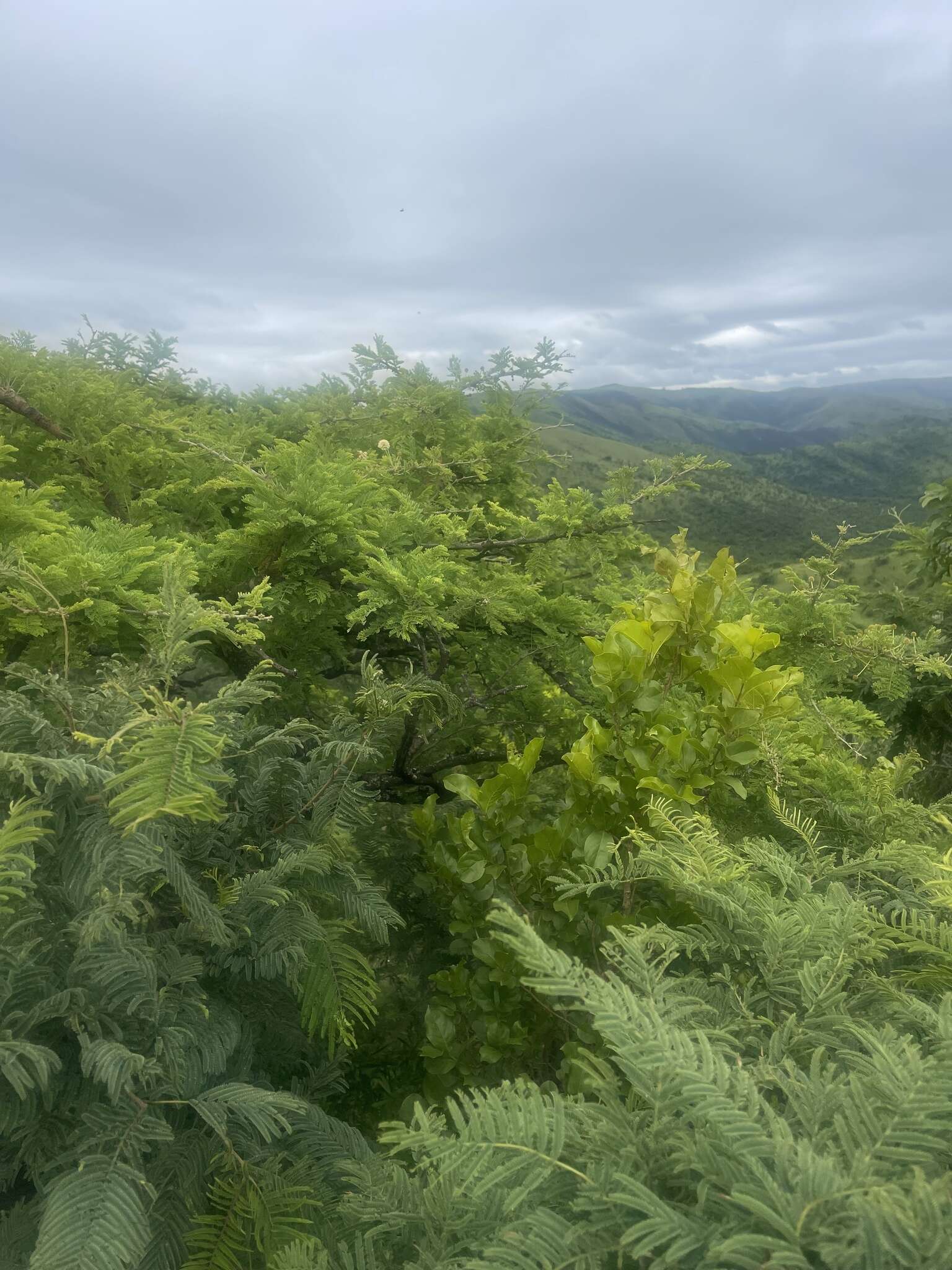 Image of Grey-haired acacia