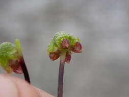 Image of Lindenberg's asterella