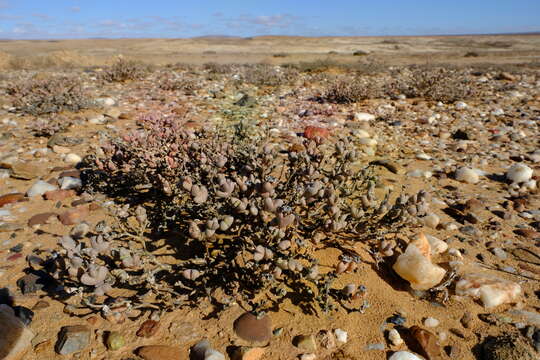 Image of Ruschia inconspicua L. Bol.