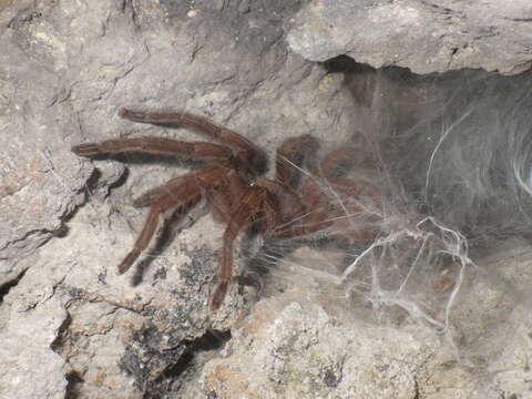 Image of Java Yellow Kneed Tarantula