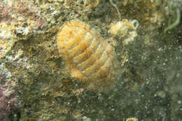 Rhyssoplax olivacea (Spengler 1797) resmi