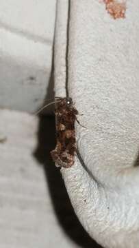 Image of Cresson's Grass-tubeworm Moth