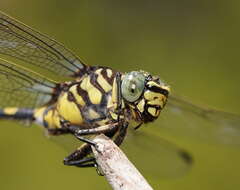 صورة Ictinogomphus australis (Selys 1873)