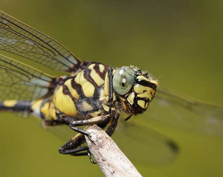 Imagem de Ictinogomphus australis (Selys 1873)