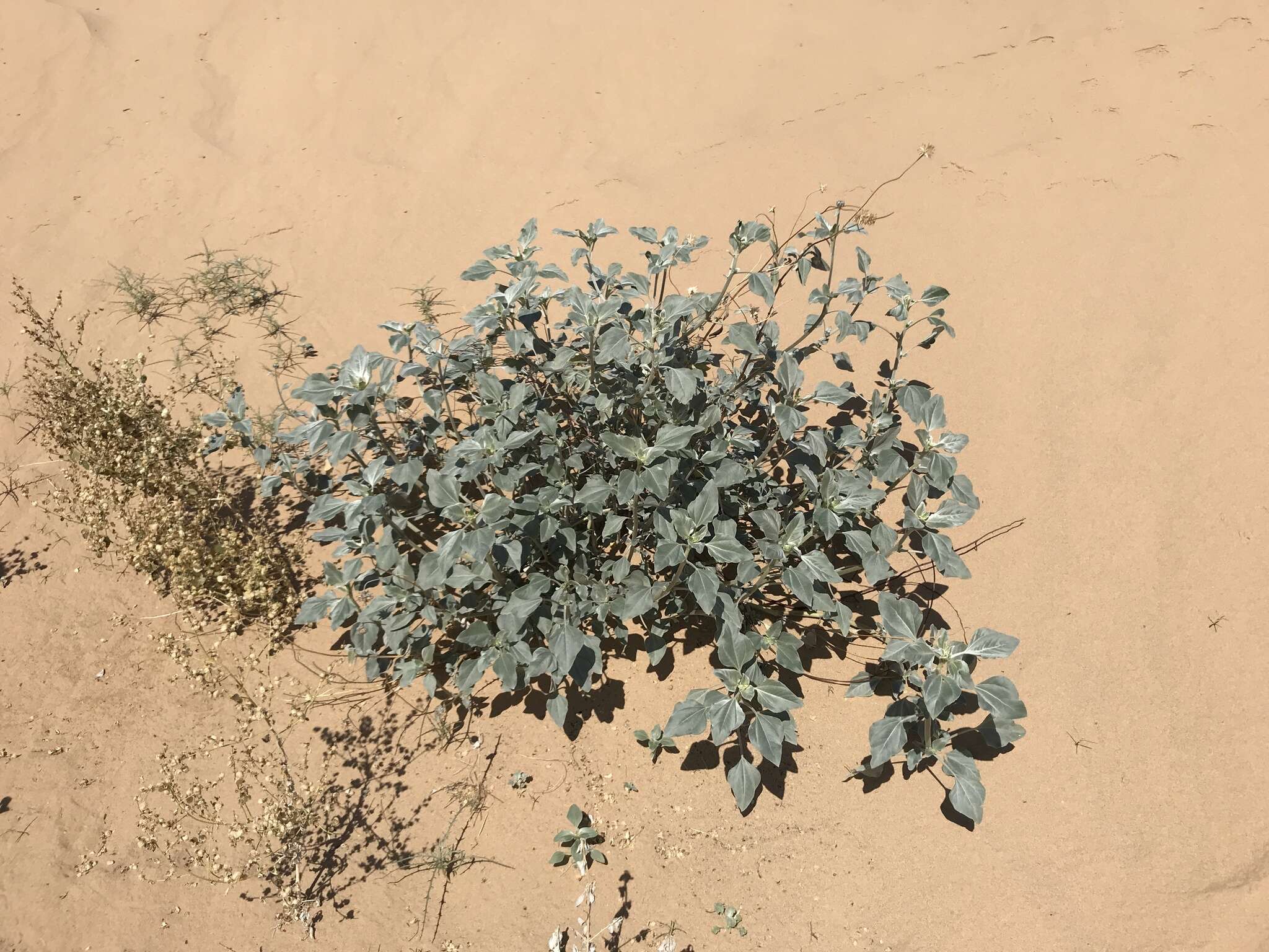 Image of Algodones sunflower