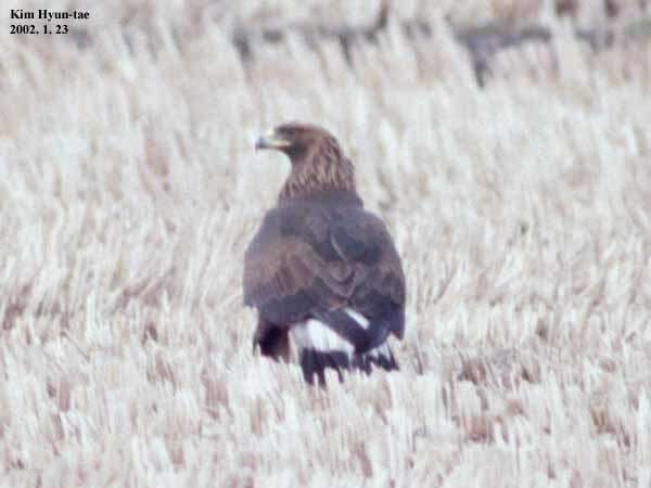 Image of Aquila chrysaetos japonica Severtsov 1888