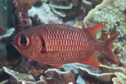 Image of Brick soldierfish