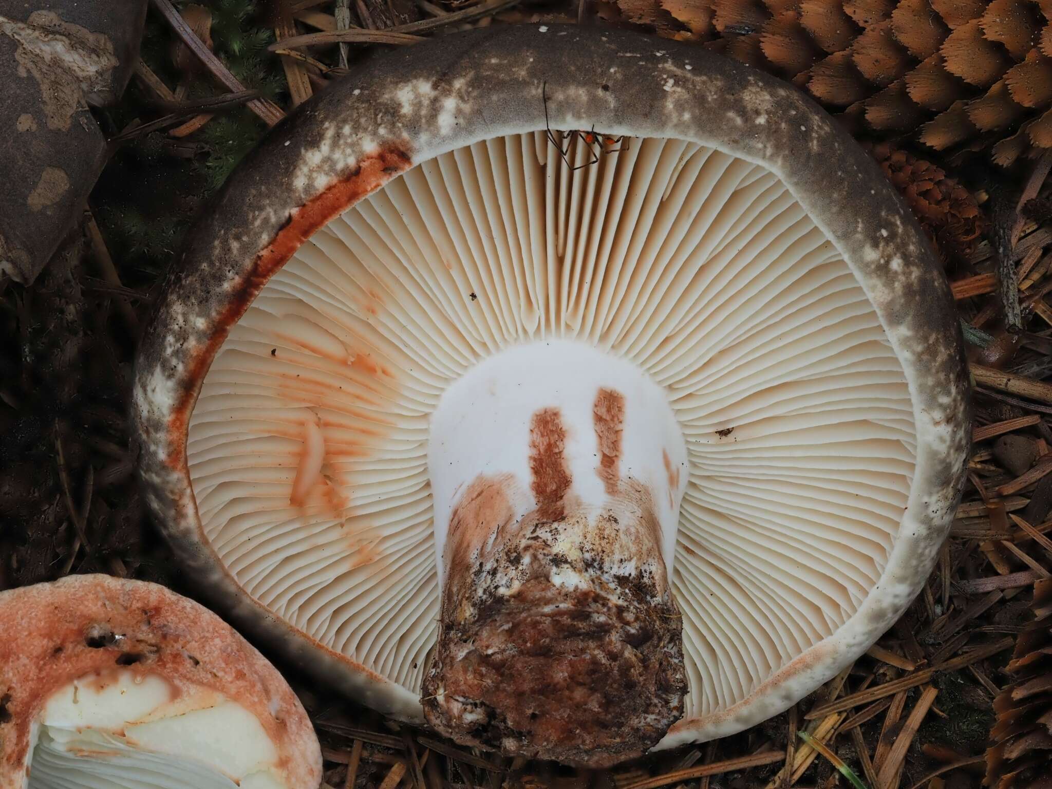 Image of Russula dissimulans Shaffer 1962