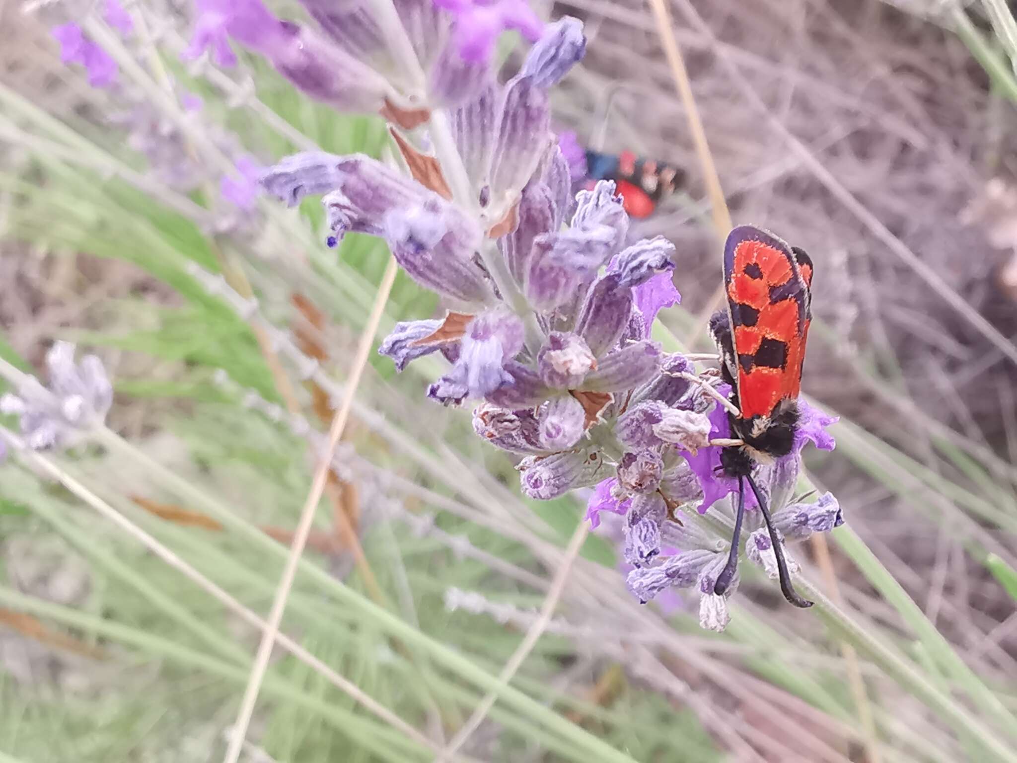 Image of Zygaena hilaris Ochsenheimer 1808