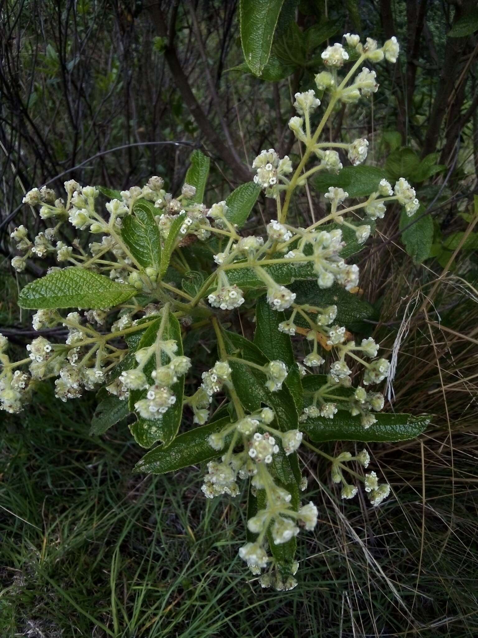 Image of Lippia hirsuta L. fil.