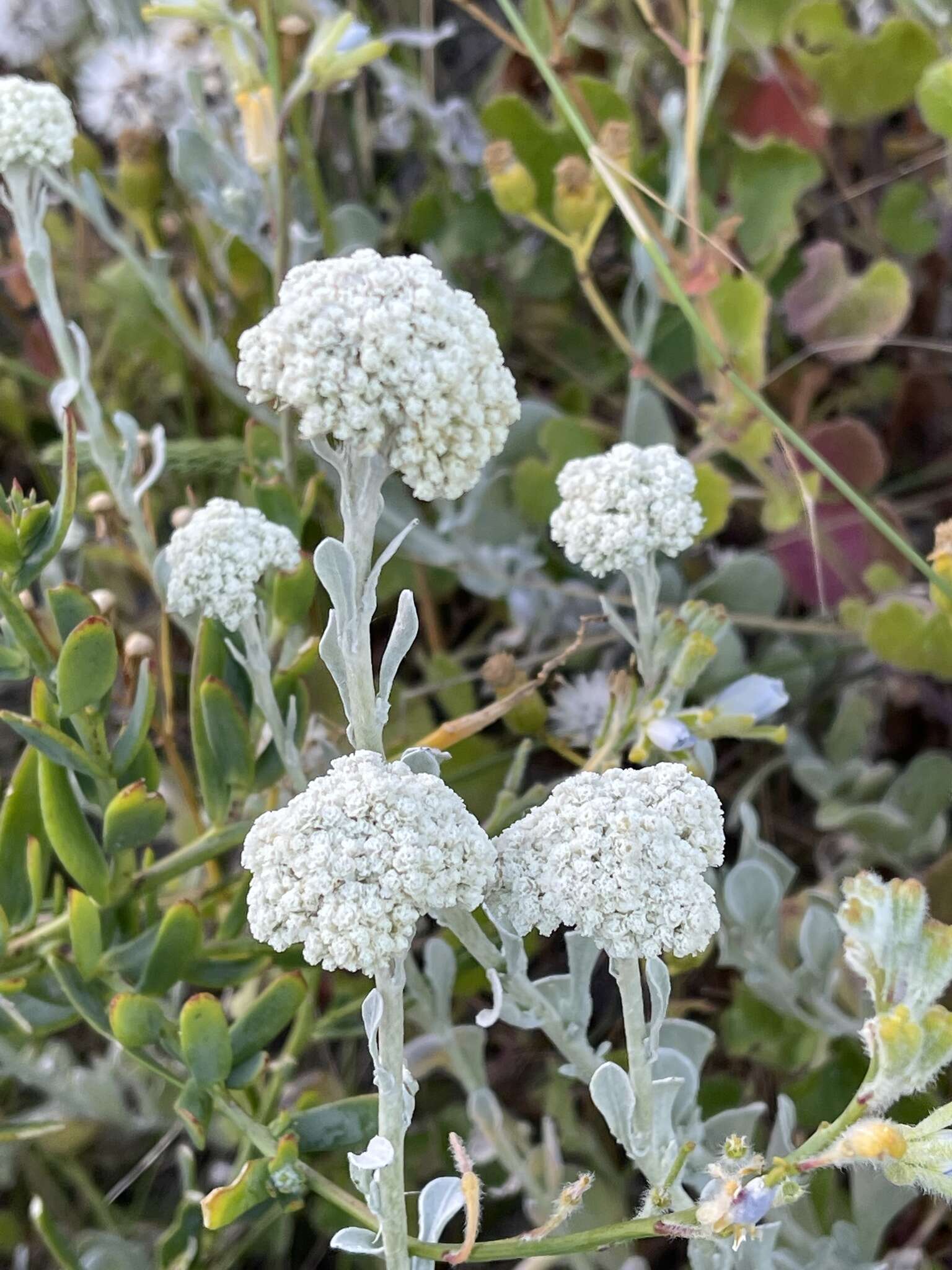 Слика од Helichrysum crispum (L.) D. Don